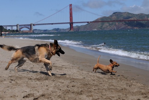 Lilly & Jackson by Golden Gate Bridge