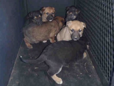 Nolla's Pups Shelter