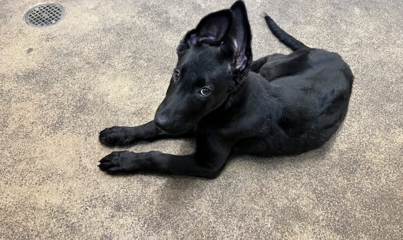 Binx