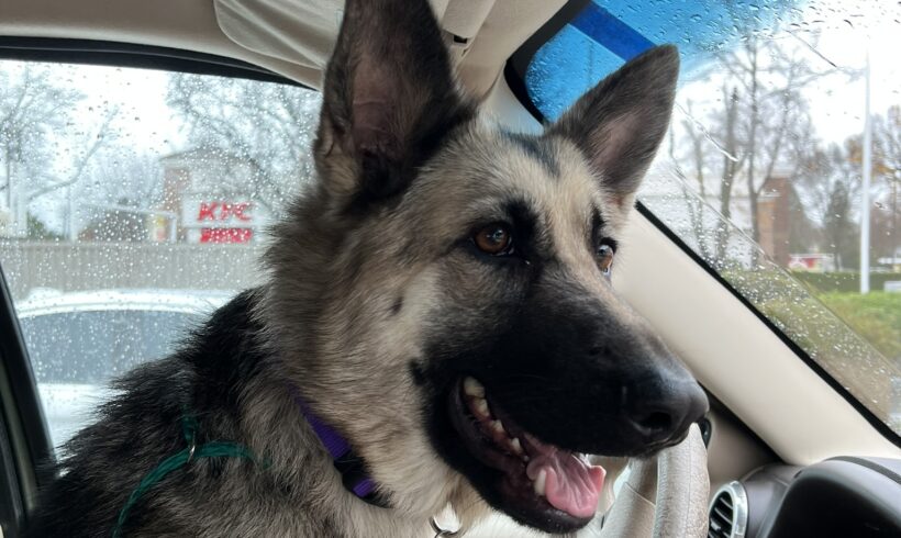 Hazel