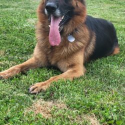 Koda