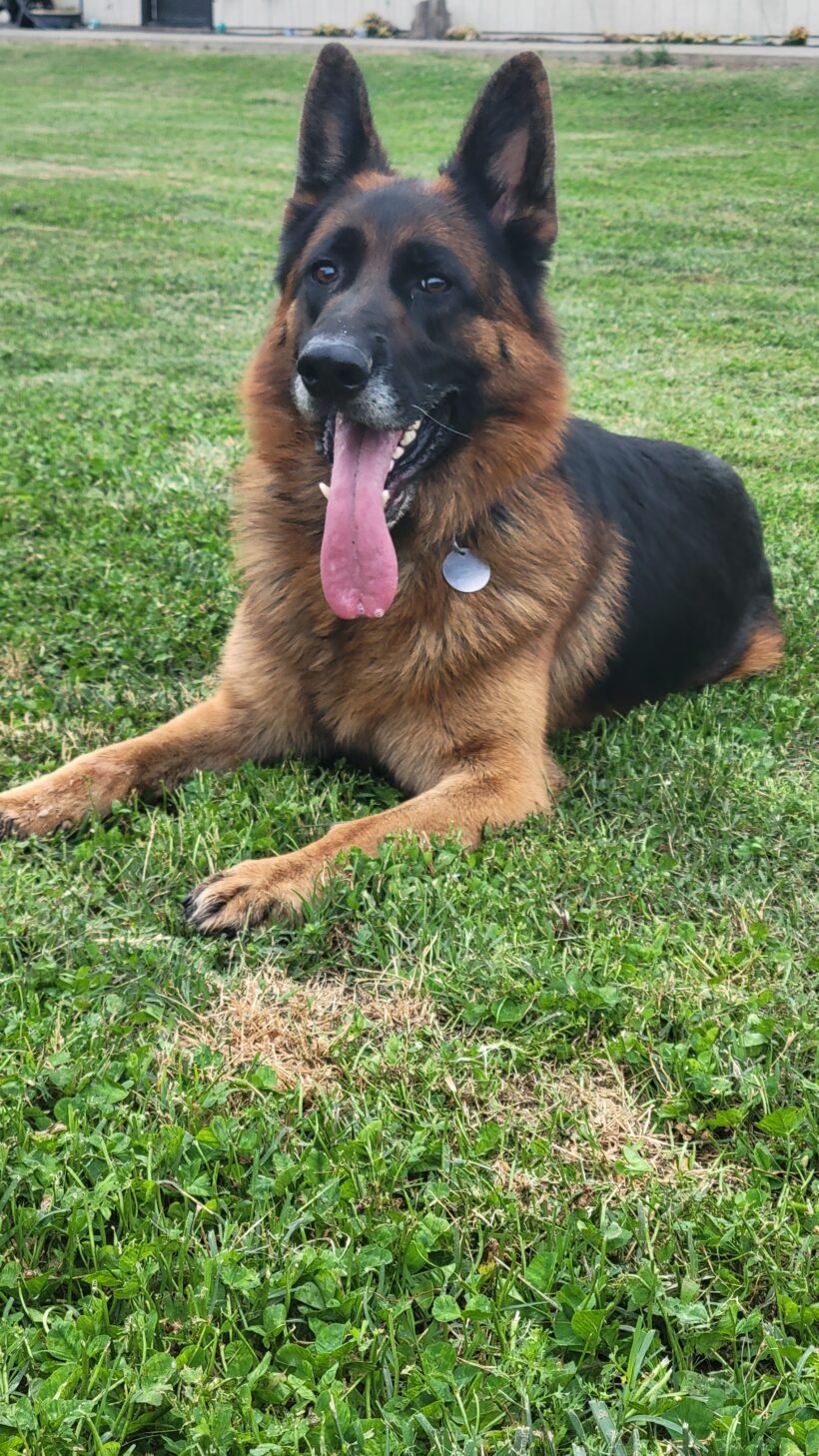 Koda Koda