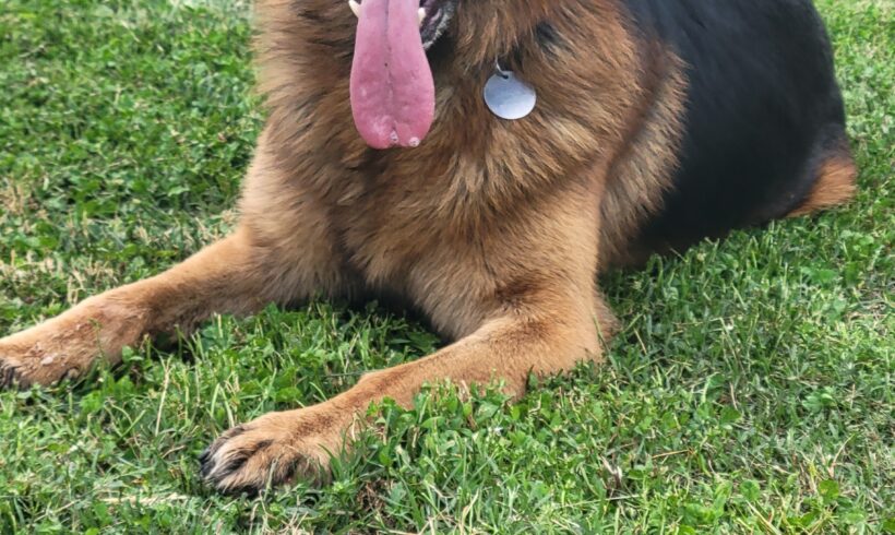 Koda