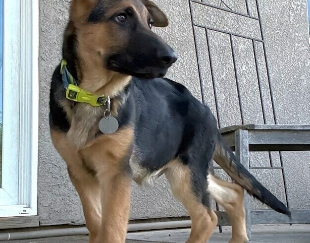 Bogart Bogart