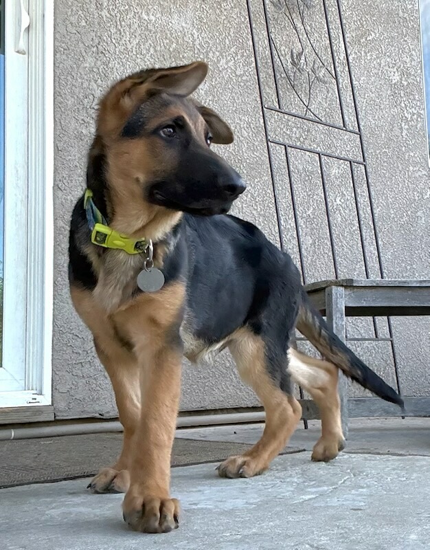 Bogart