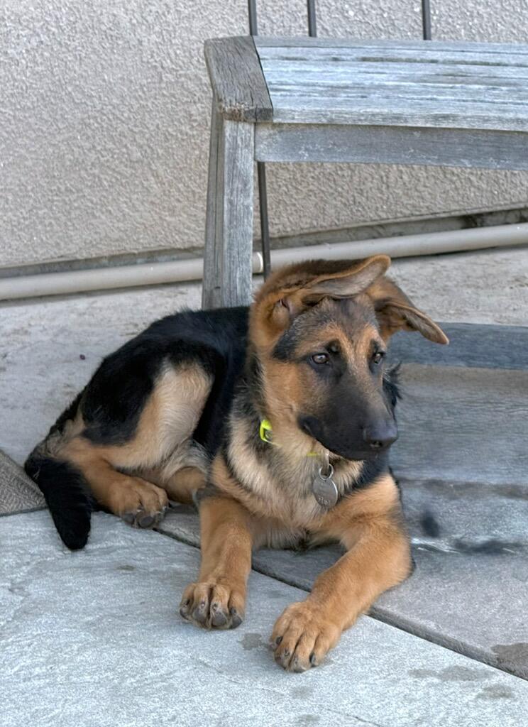 Bogart