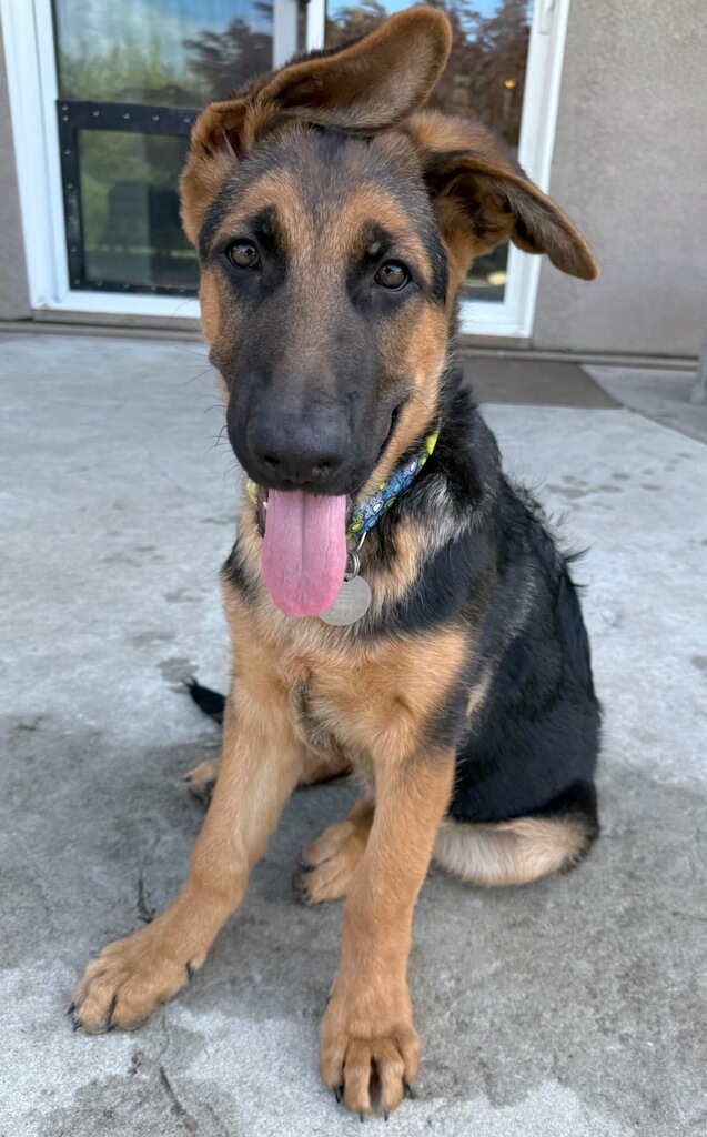 Bogart