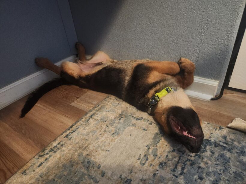 Bogart