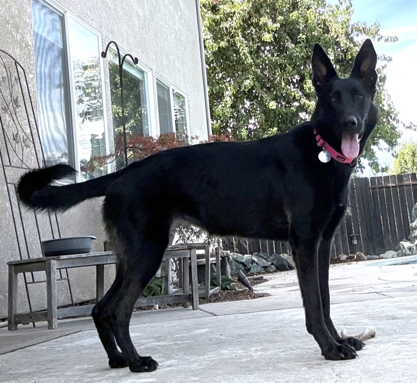 Comanche Comanche