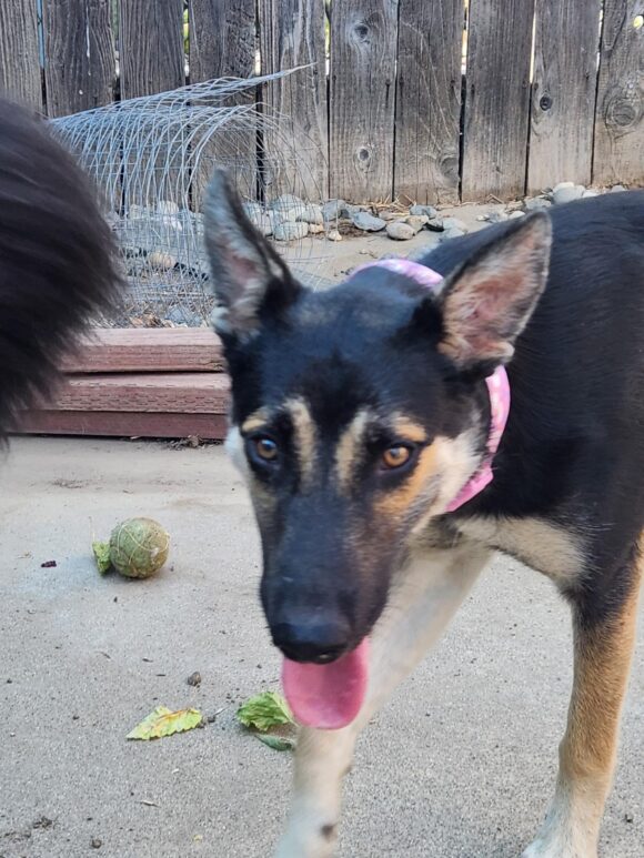 Gidget