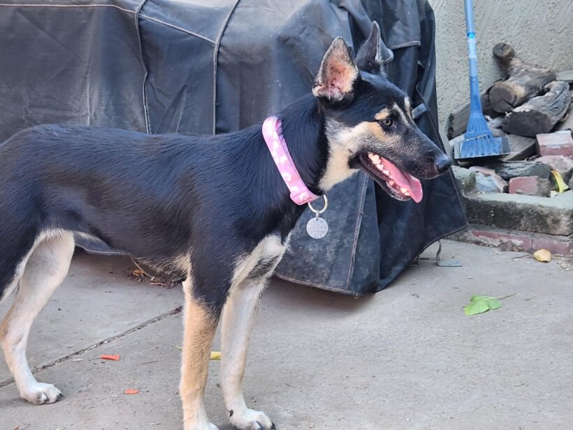 Gidget
