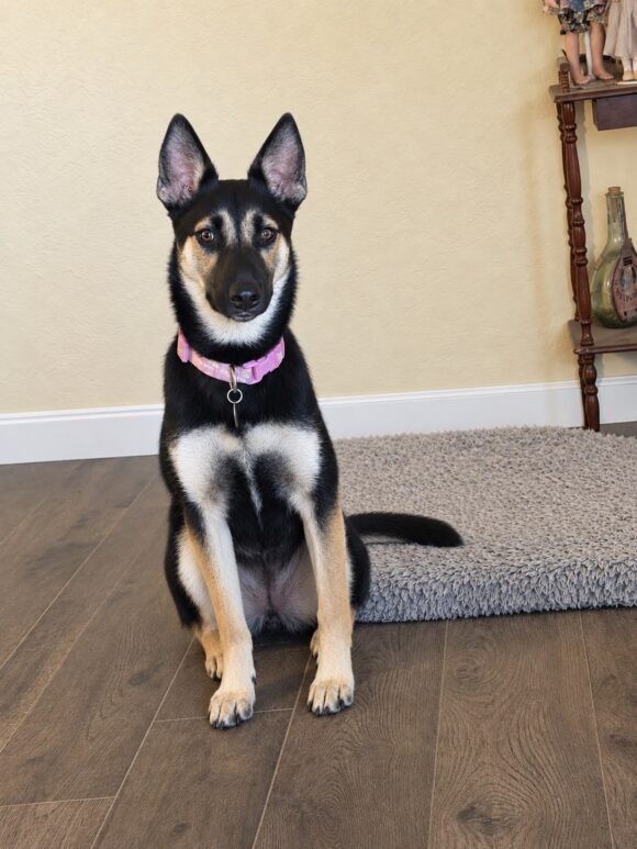 Gidget