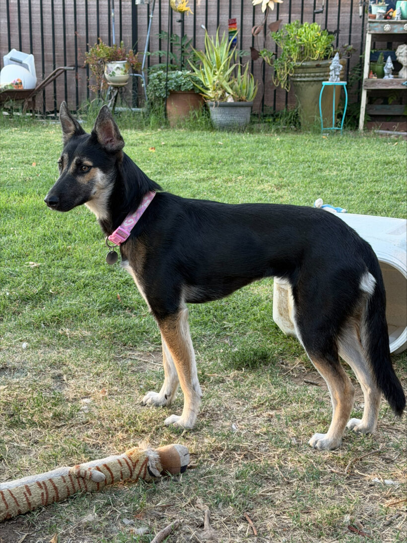 Gidget