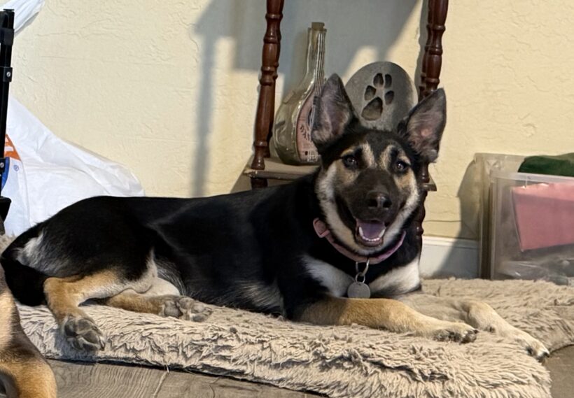 Gidget